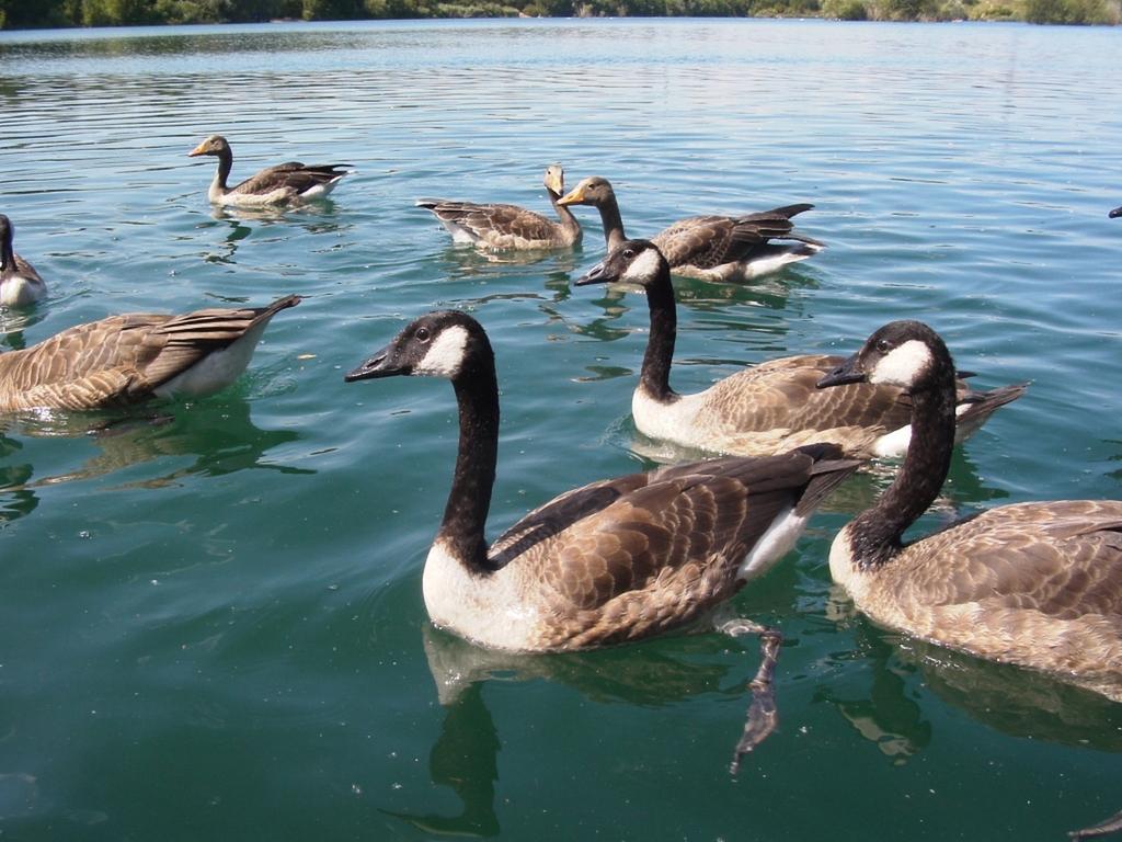 B&B Am See Koeln - Privatzimmer Pokoj fotografie